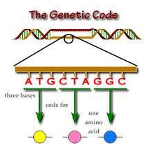 signals 2 Noise Compare to how simple is the genetic code: 4