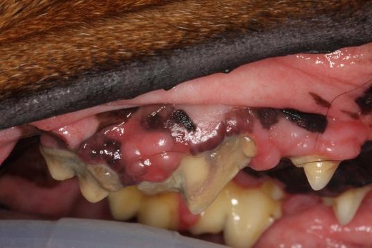 Oral Tumors in Dogs Is that lump you re seeing in your dog s mouth normal? Or is it something to be concerned about? The easiest way to know for sure is to have it evaluated by a veterinarian.