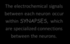 other neurons.