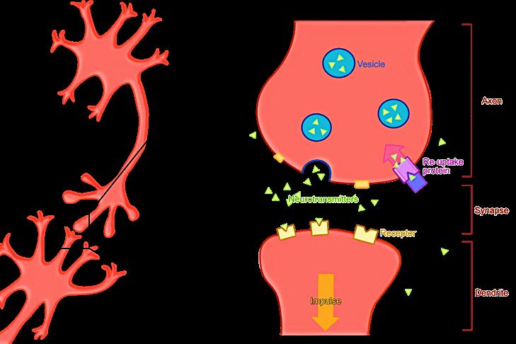 Station 17 : NEUROTRANSMITTERS CONTINUED Neurotransmitters are communicated from neuron to neuron.