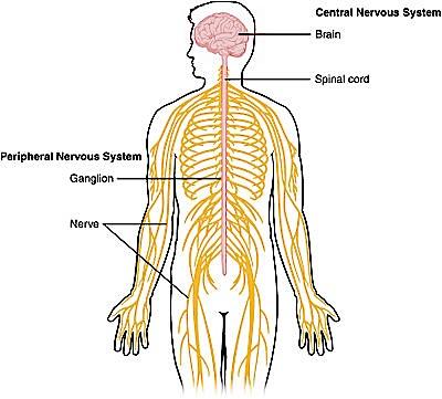 Station 11 : CENTRAL NERVOUS SYSTEM The central nervous system (CNS) consists of the brain and spinal cord. The CNS is like the headquarters of the nervous system.