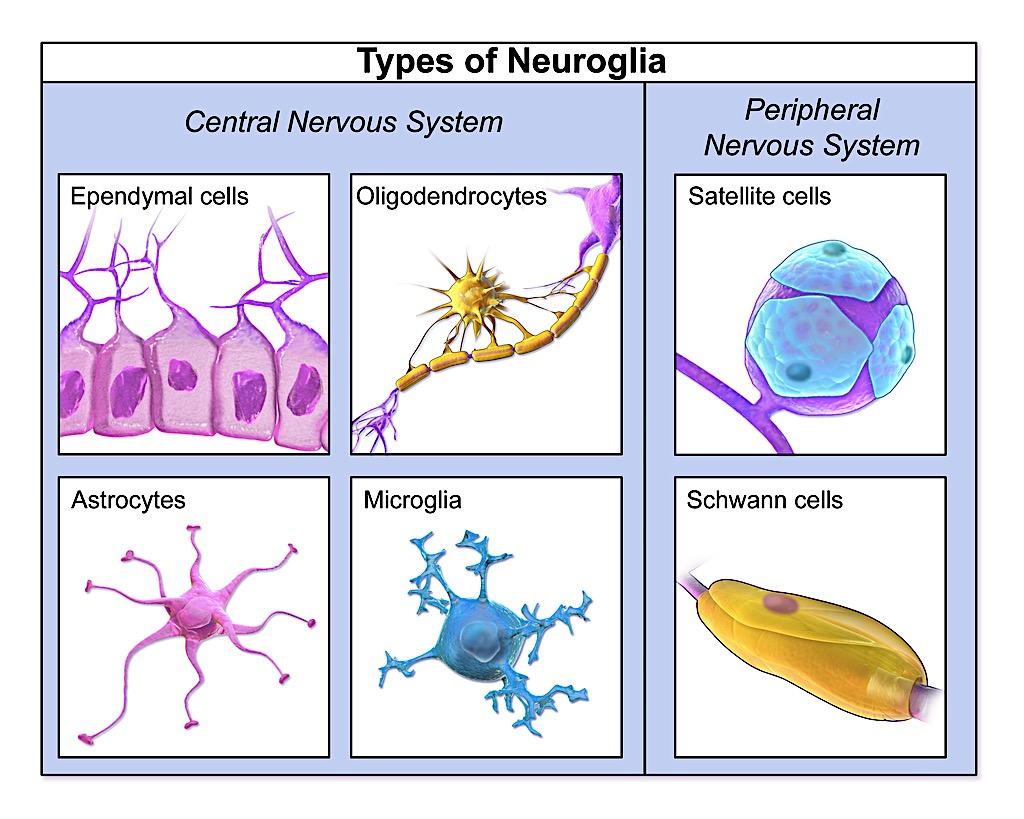 Station 15 : GLIAL CELLS Glial cells are helpers of neural cells. Functions of glial cells: 1. To surround neurons and help hold them in place. 2.