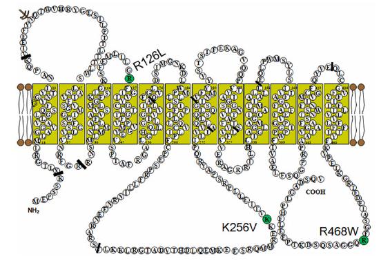 The GLUT1 Protein Transmembrane Configuration with the Locations