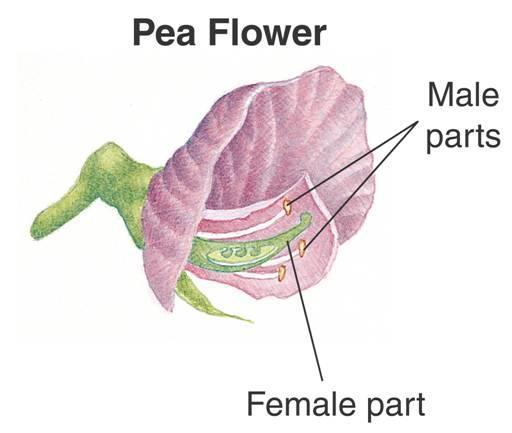 Gregor Mendel s Peas Mendel knew that the male part of each flower produces