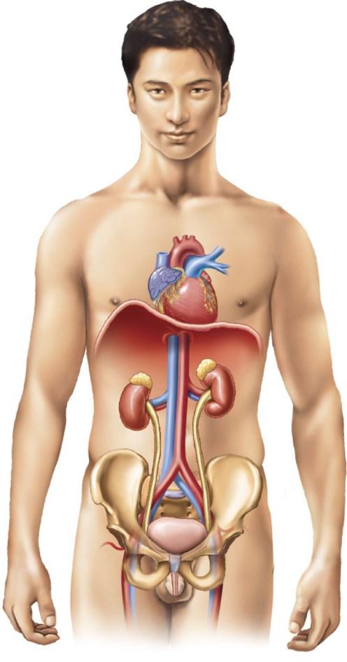 Urinary System Heart Adrenal gland Inferior vena cava