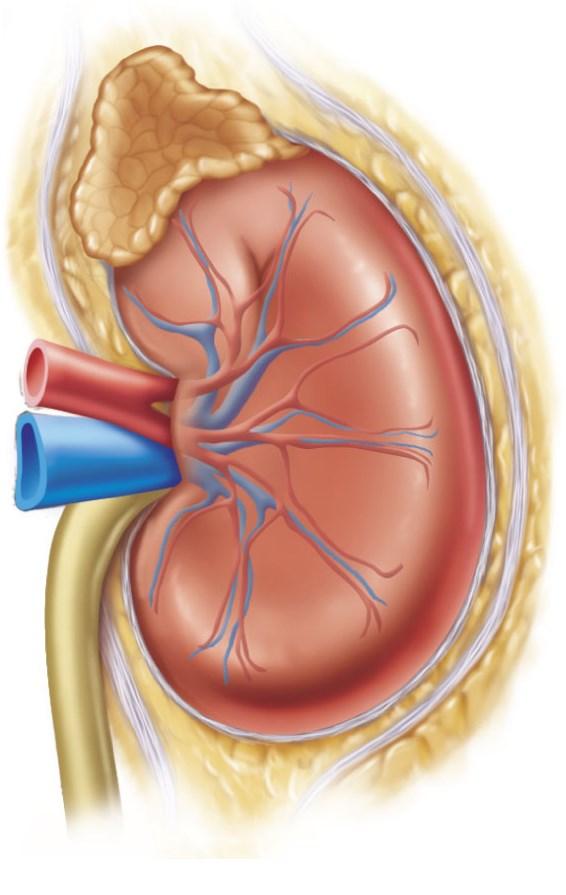 The Kidneys Adrenal gland Renal artery Renal vein Ureter Outermost connective tissue layer Innermost