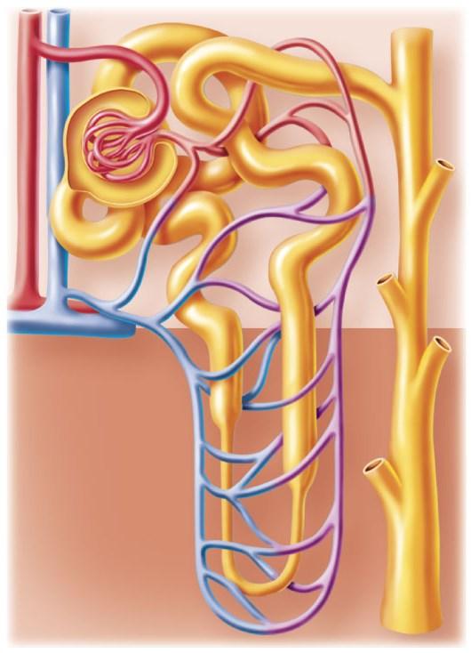 The Nephron Glomerular capsule Glomerular Capillaries at start of nephron Afferent (incoming) arteriole Efferent (outgoing) arteriole Distal