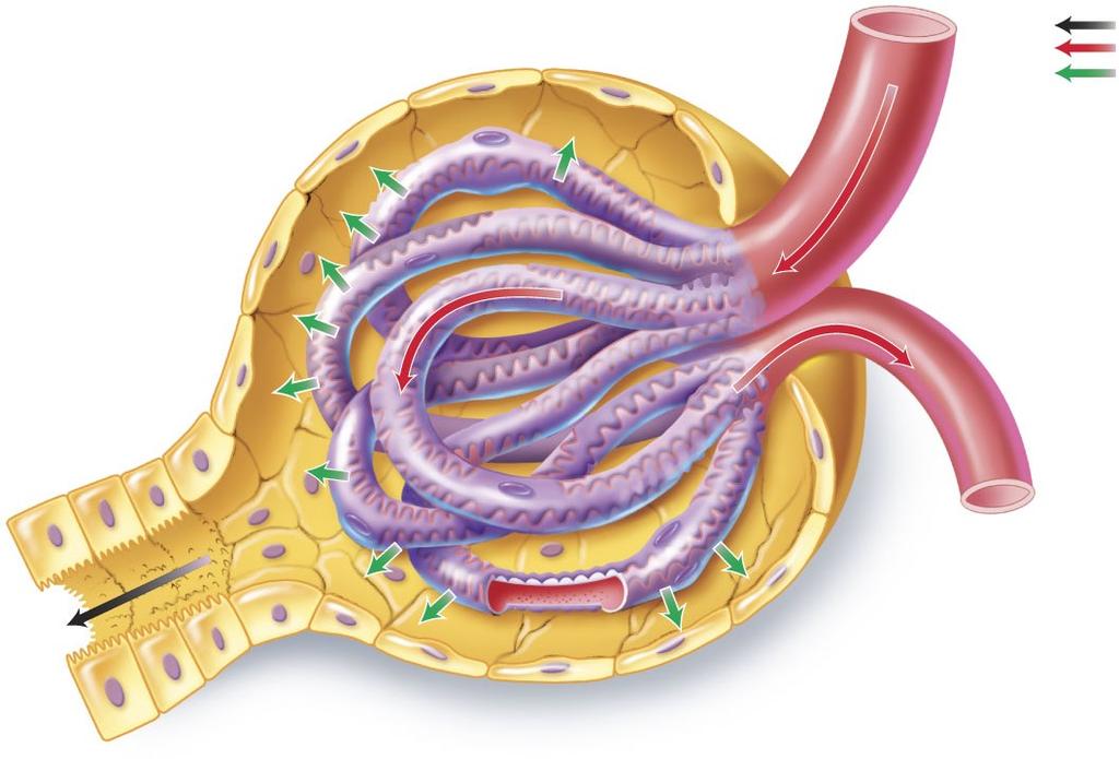 The Nephron Glomerulus Glomerular capsule Space within the glomerular capsule Path of filtrate Path of blood Movement of water and small solutes Afferent (incoming) arteriole Efferent