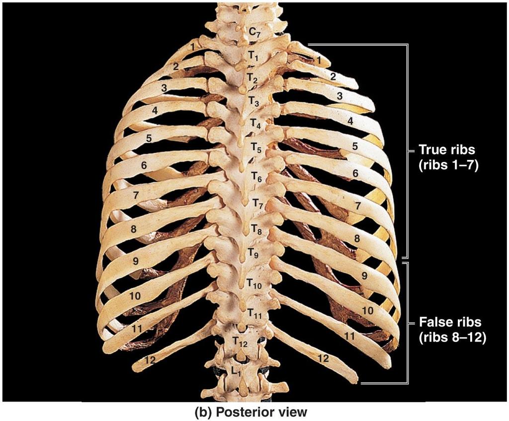 The Thoracic Cage Figure