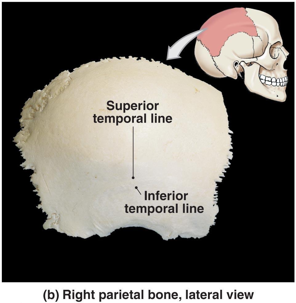 The Cranial Bones of the Skull Figure