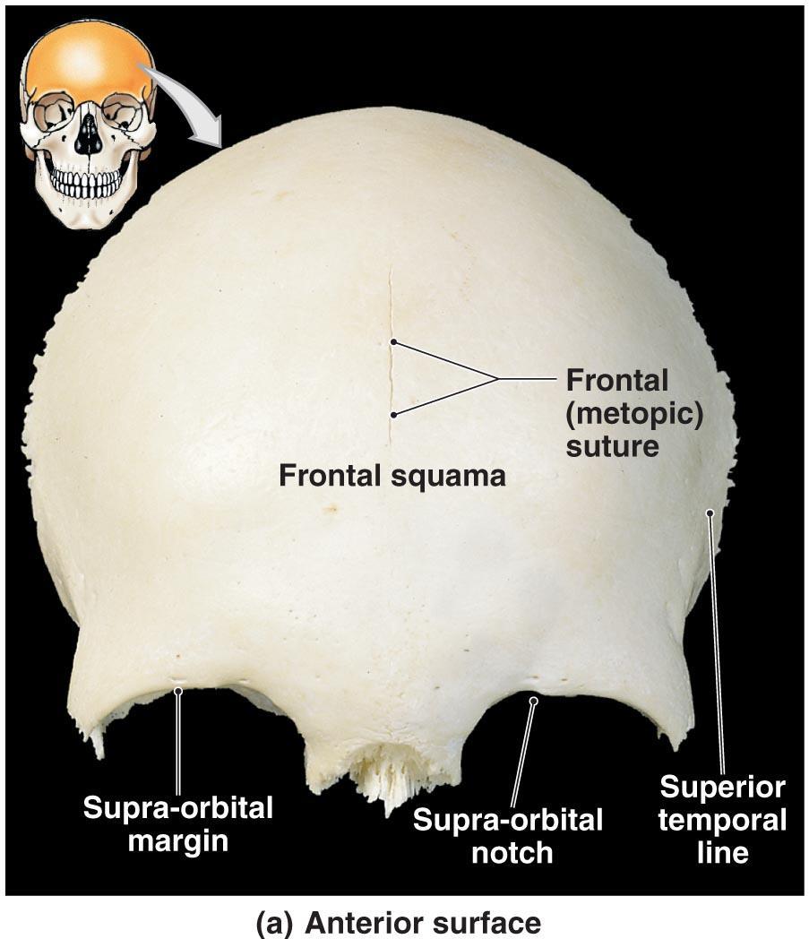 The Cranial Bones of the