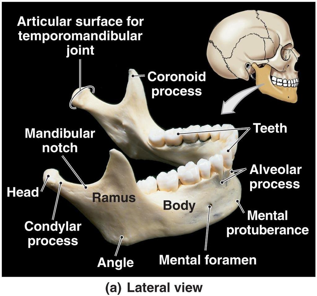 The Facial Bones of the Skull