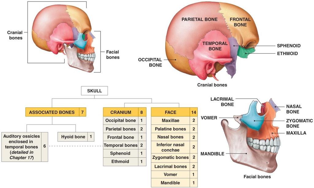 The Skull Figure 7 2 Cranial and