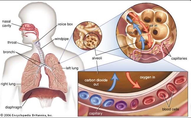 Oxygen is inhaled and released from the lungs to the blood. Air reaches the alveoli (air sacs) where oxygen then moves from the air sacs into the capillaries through their thin walls.