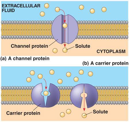 Carrier Protein vs. Channel Protein Carrier protein Changes shape to move specific molecules in or out of the cell Ex.