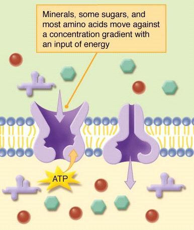 Active Transport The process of moving materials backwards against the concentration gradient FROM [LOW] TO [HIGH] ATP (energy) is used to