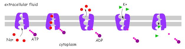The Sodium Potassium Pump A. Carrier protein has the shape to allow 3 Na + (sodium) ions in. B. ATP molecule splits, releasing its energy into ADP + phosphate C.