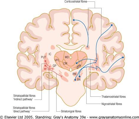 Thalamocortical Projections 1st projection: superior paracentral region, contributing perceptual component of pain.