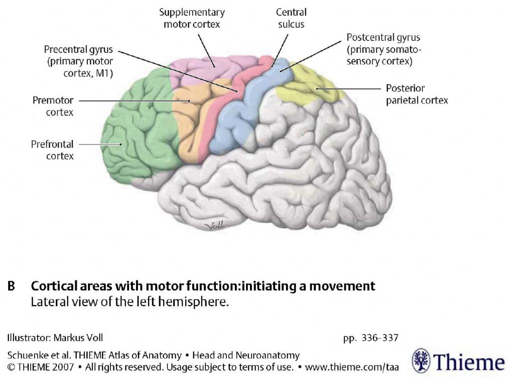Hierarchical organization Sensory and motor information processing is hierarchically arranged. Within a system, some areas of the cortex are designated primary, secondary and tertiary.