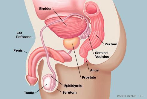 Prostate Gland produces most of the fluid that