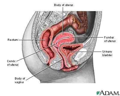 UTERUS (made up of muscular walls, a lining called the endometrium, and a cervix.