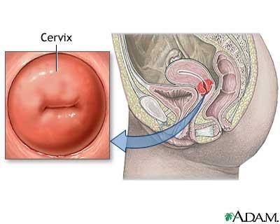 exchange with placenta nourishes an embryo, before a placenta grows CERVIX the bottom section