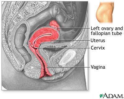 Vagina allows passage of sperm produces fluids to cleanse and lubricate itself and to help sperm travel allows passage