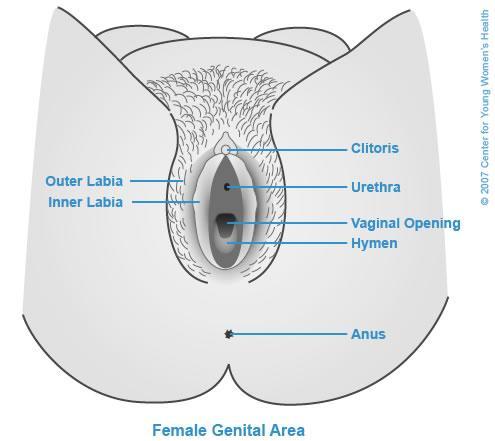 in the outer third) a collapsed tube, like a deflated balloon Hymen (the Cherry) membrane partly covering vaginal