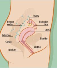 Fallopian Tubes allow passage of ova toward uterus allow