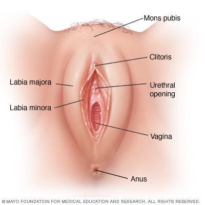 Skene s Gland area of firm tissue anterior (towards the front) to the wall of the vagina, surrounding the urethra responds to