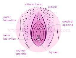 long, comparable in size to a pearl at front of vulva, where the labia meet Clitoris Clitoral Hood protects the