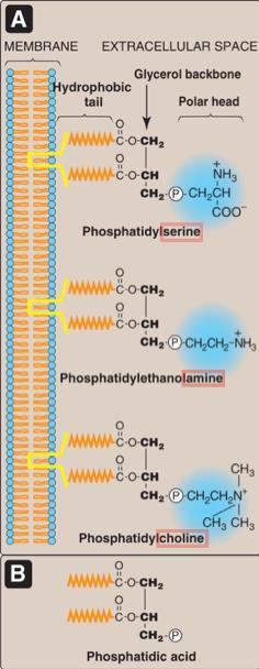 component names Ceramide : fatty acid + sphingosine