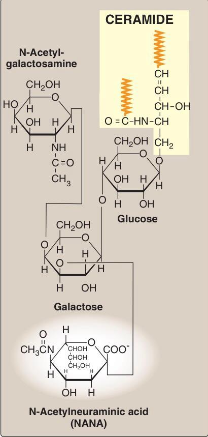 Glycolipids No need to memorize the structure or the components Contain both carbohydrate and lipid components.