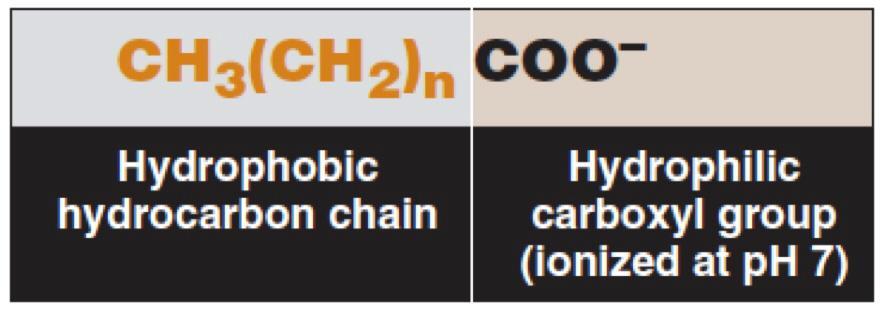 Characteristics FAs are carboxylic acids with long-chain hydrocarbons side groups They are amphipathic in nature (both hydrophilic and hydrophobic): -The carboxylic group(cooh) is hydrophilic -The