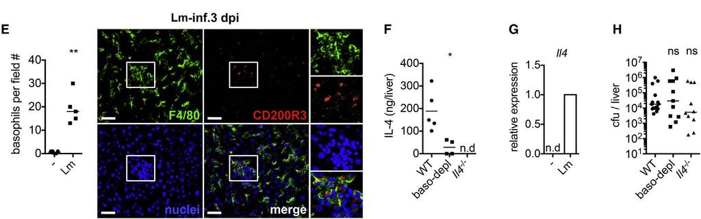 Lm-induced Liver macrophage Proliferation Requires M-CSF and Basophil- Derived IL-4 E- Confocal imaging on frozen liver sections (CD200R3 basophils) F-ELISA of Il-4 in supernatants of the