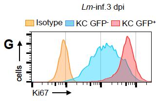 C- Quantification of F4/80+ and F4/80+Ki67+ cells G- FACS