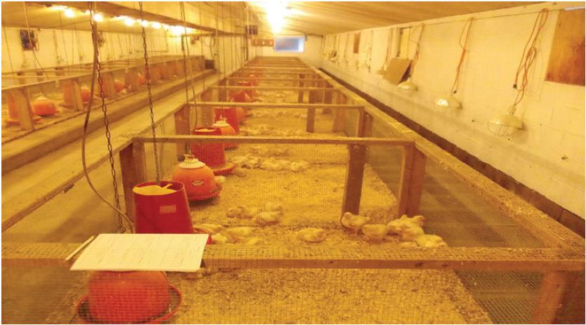 EFFICACY OF MFEED+ IN BROILERS SCIENTIFIC TRIAL, USA - 2015 Protocol: 352 male broilers randomly allotted to 2 treatments (Control and MFeed+), with 8 pens of 22 chicks per treatment Regular company