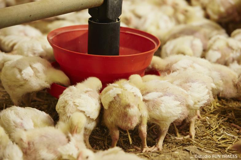 EFFICACY OF MFEED+ IN BROILERS SCIENTIFIC TRIAL, USA - 2015 CONCLUSIONS Despite the high supplementation in digestibility enhancers, MFeed+ proved to be very efficient in
