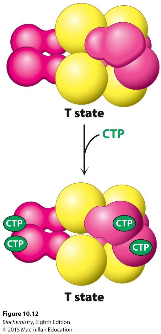 Allosteric Regulators modulate the T to R equilibrium Binding of CTP to the regulatory site of ATCase alters the T-to-R equilibrium in favor of the T state,