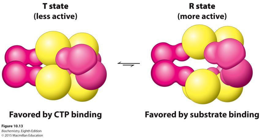 ATP and CTP bind to the same regulatory site. L is the equilibrium constant for the T-to-R equilibrium.