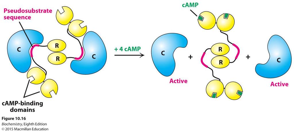 Resting state Active state Upon camp binding the enzyme dissociates into a regulatory subunit and two