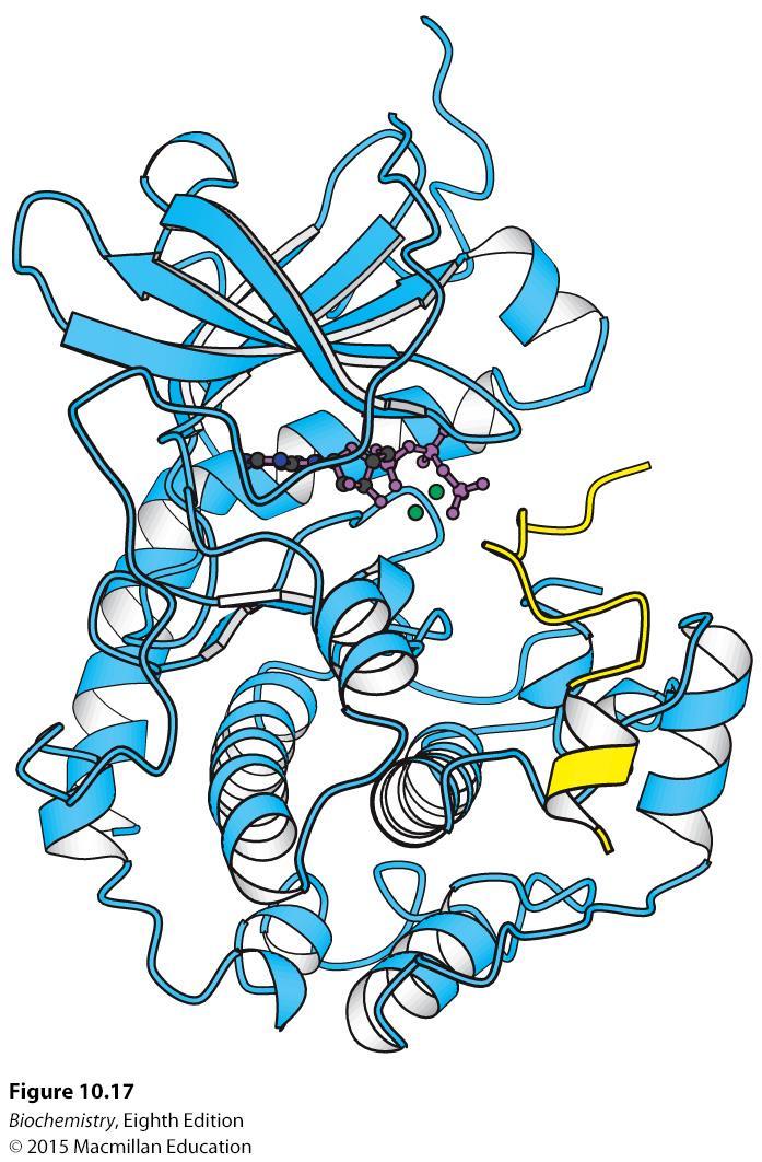 Structure of protein kinase A The catalytic subunit consists of two lobes.