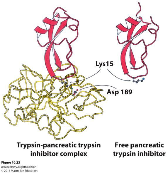 Pancreatic trypsin inhibitor protects against premature activation of trypsin in the pancreas.