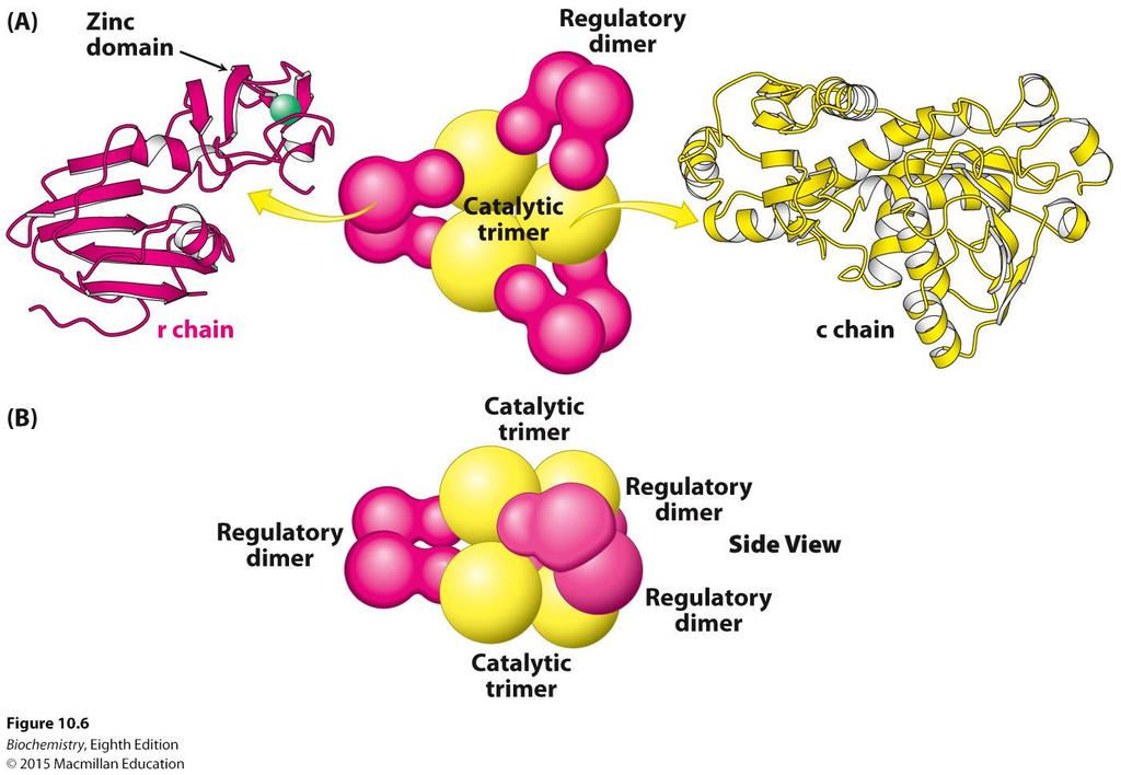 The catalytic trimers are stacked upon one another, linked by the three regulatory