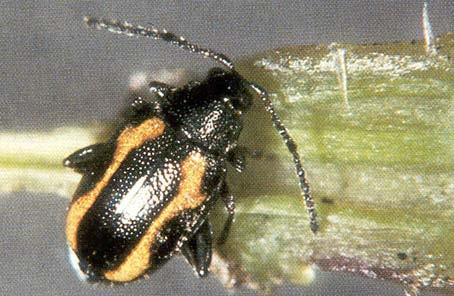 Flea Beetles of Canola