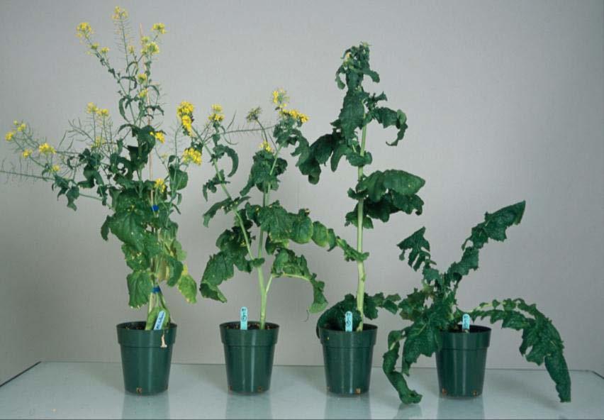 AY incidence in canola Phytoplasma infection - Malformed progeny - Strong growth delay