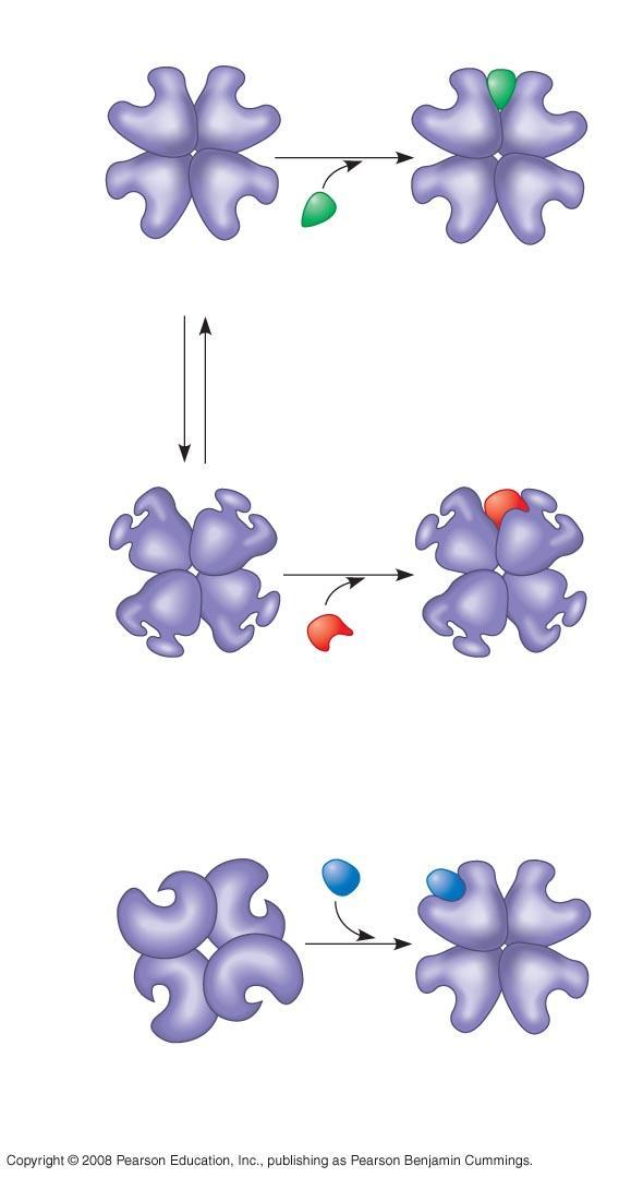Fig. 8-20 Allosteric enyzme with four subunits Active site (one of four) Regulatory site (one of four) Active form Activator Stabilized active form Oscillation Nonfunctional active site