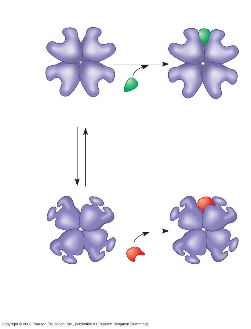 Fig. 8-20a Allosteric enzyme with four subunits Active site (one of four) Regulatory site (one of four) Active form Activator Stabilized