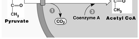 the acetyl group, releasing one CO 2 molecule and energy;