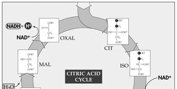G. The Citric Acid Cycle The energy in